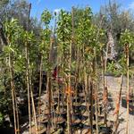 Almond Tree "Ferragnes"