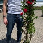 Climbing Rose