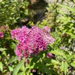 Meadowsweet
