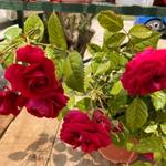 Climbing Rose