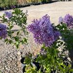 Common Lilac