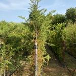 Leyland Cypress