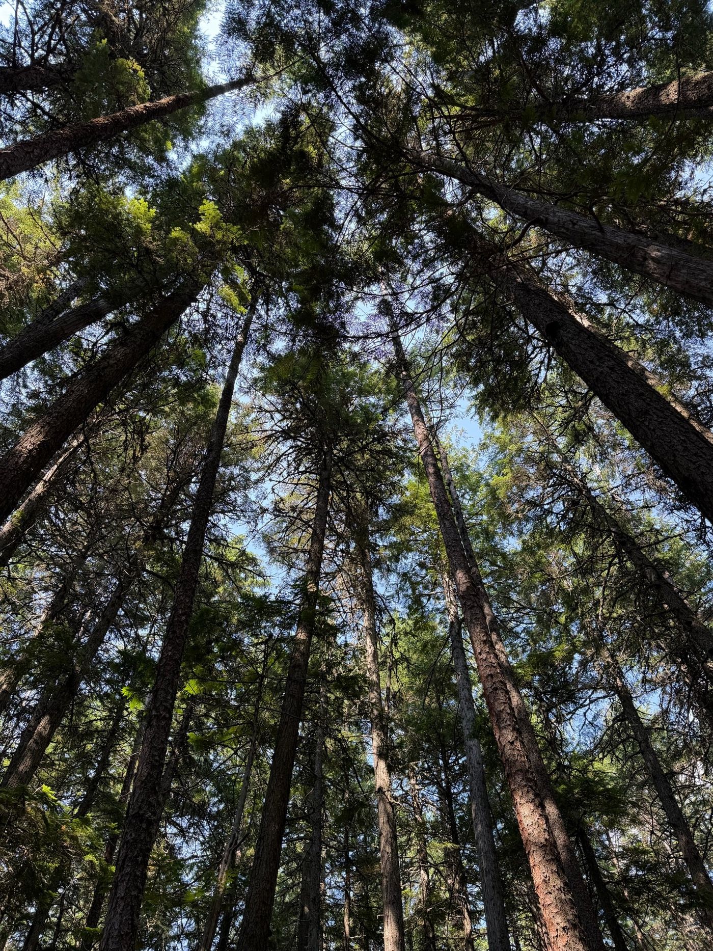 Sunlight filtering through tall evergreen trees.
