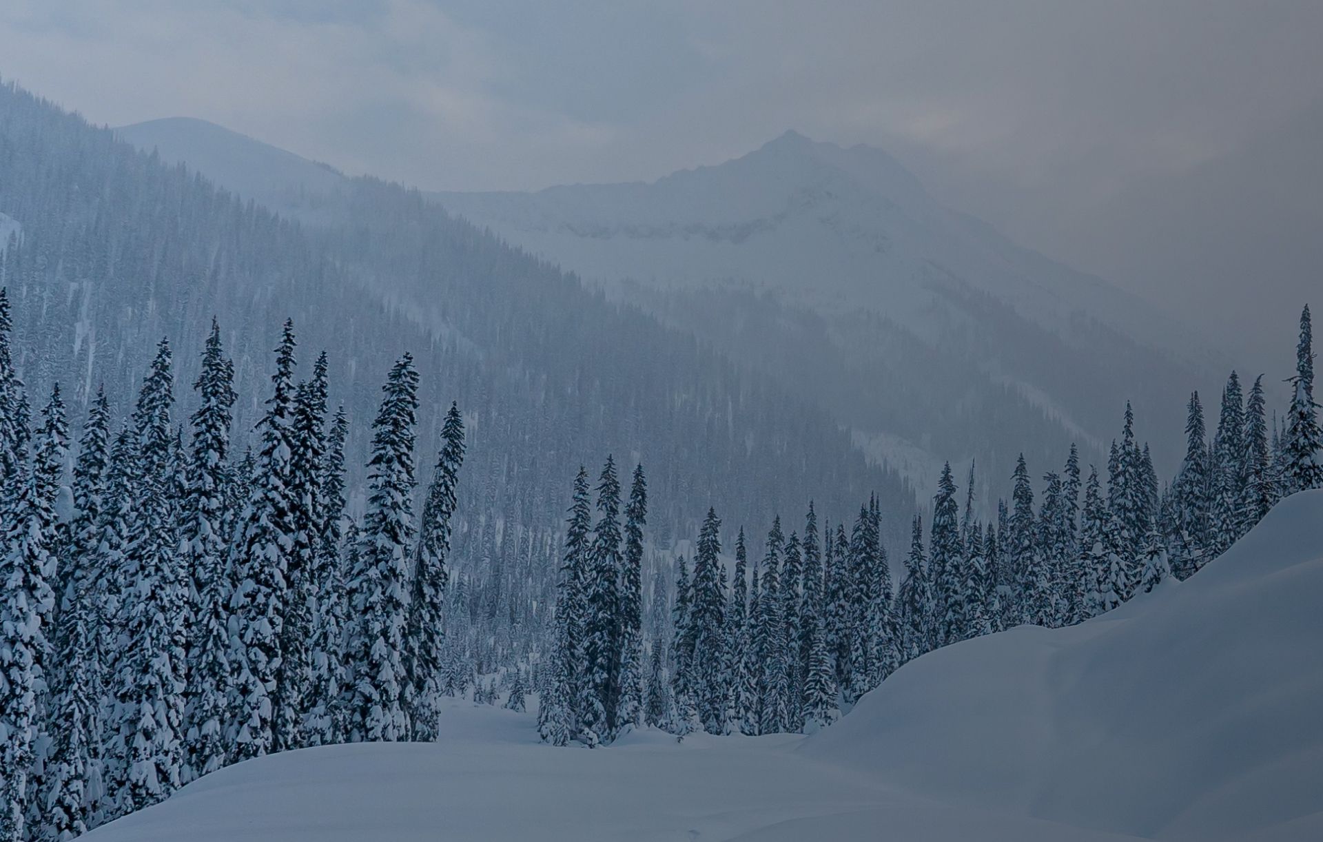 Snowy mountain valley with dense evergreen trees and misty peaks in the distance.