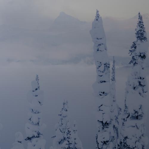 the tops of trees covered in snow