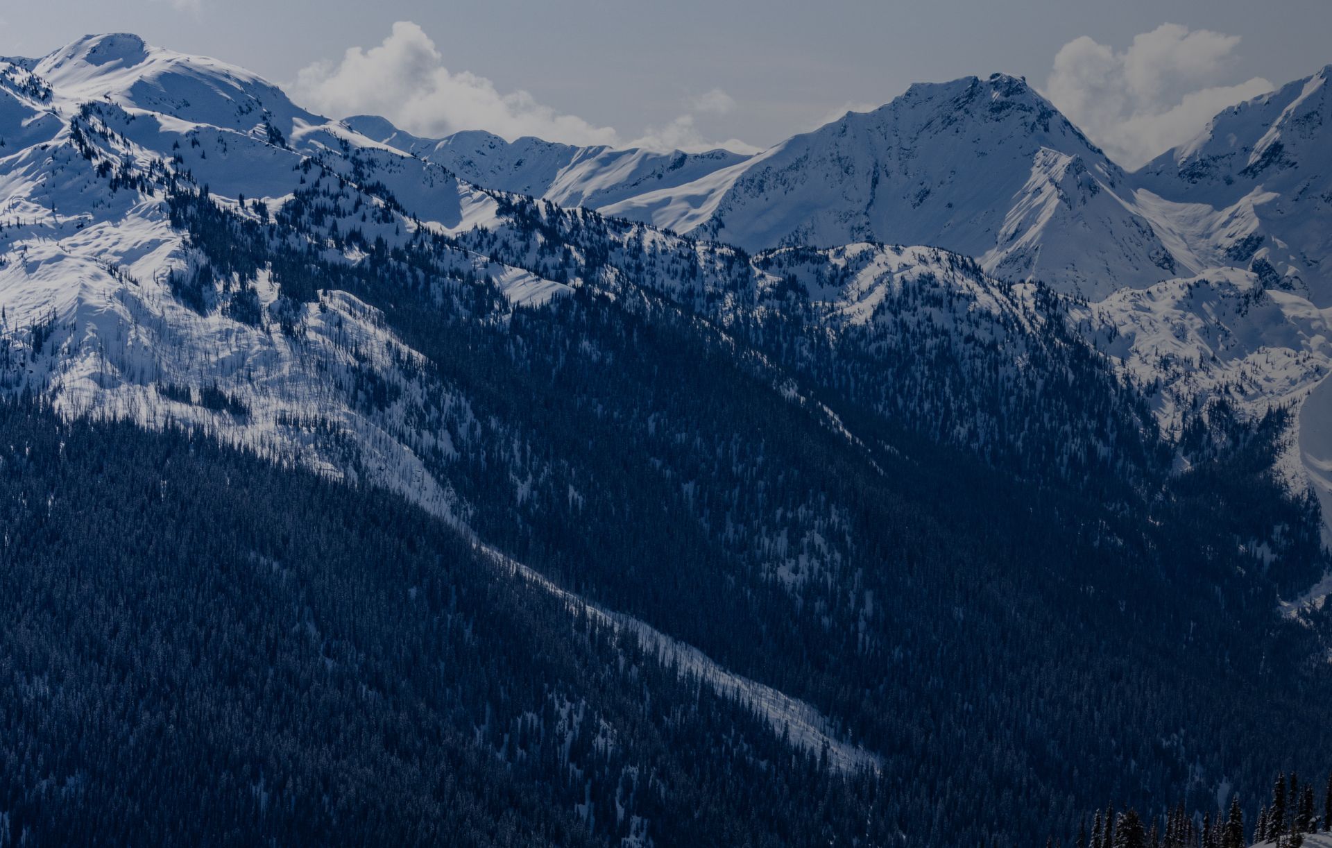 Snow-covered mountain range with dense evergreen forest on lower slopes under a clear sky.