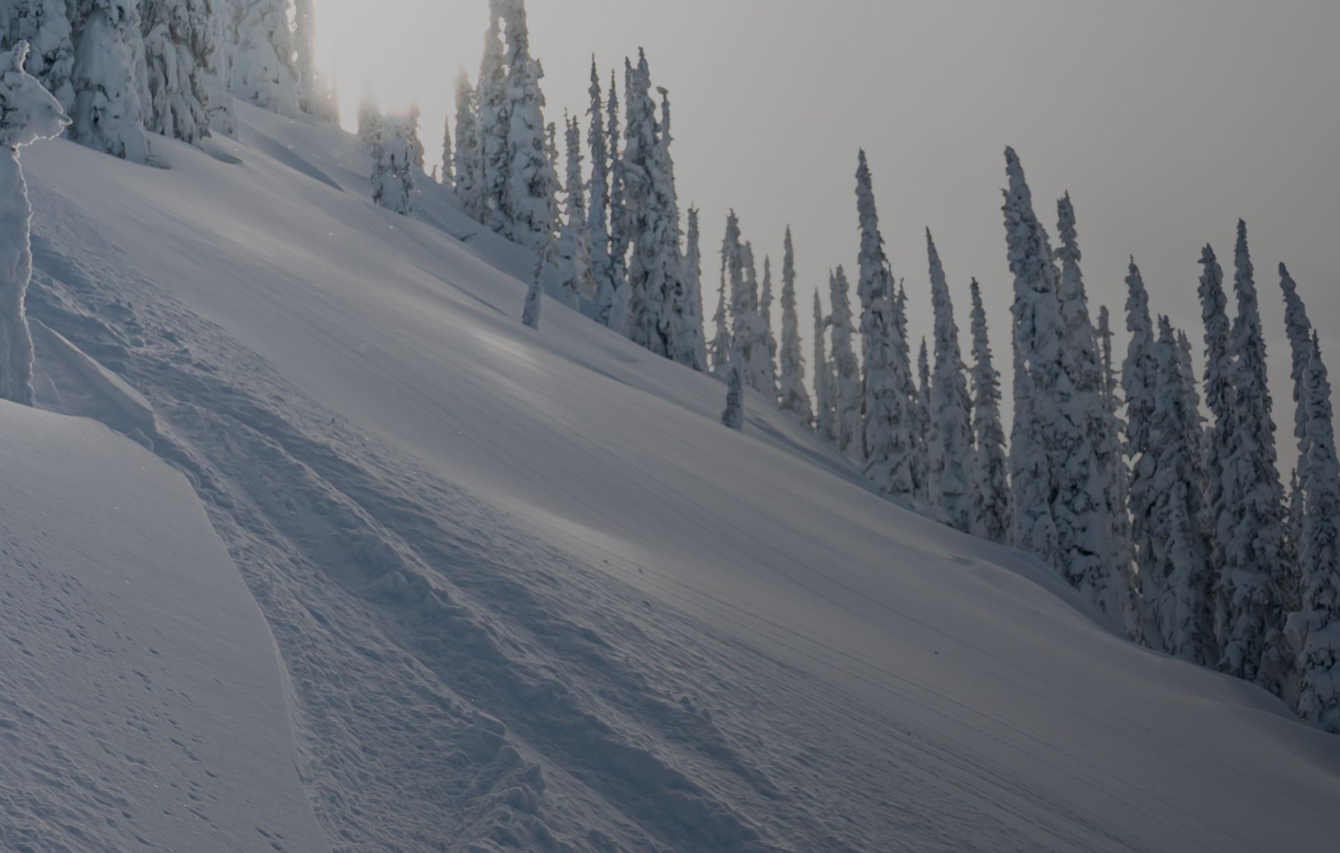 Snowy trees with a warm sun beaming behind them