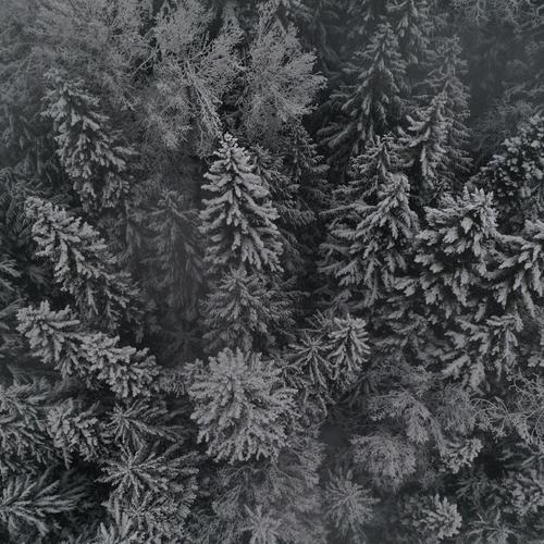 Aerial view of snow trees