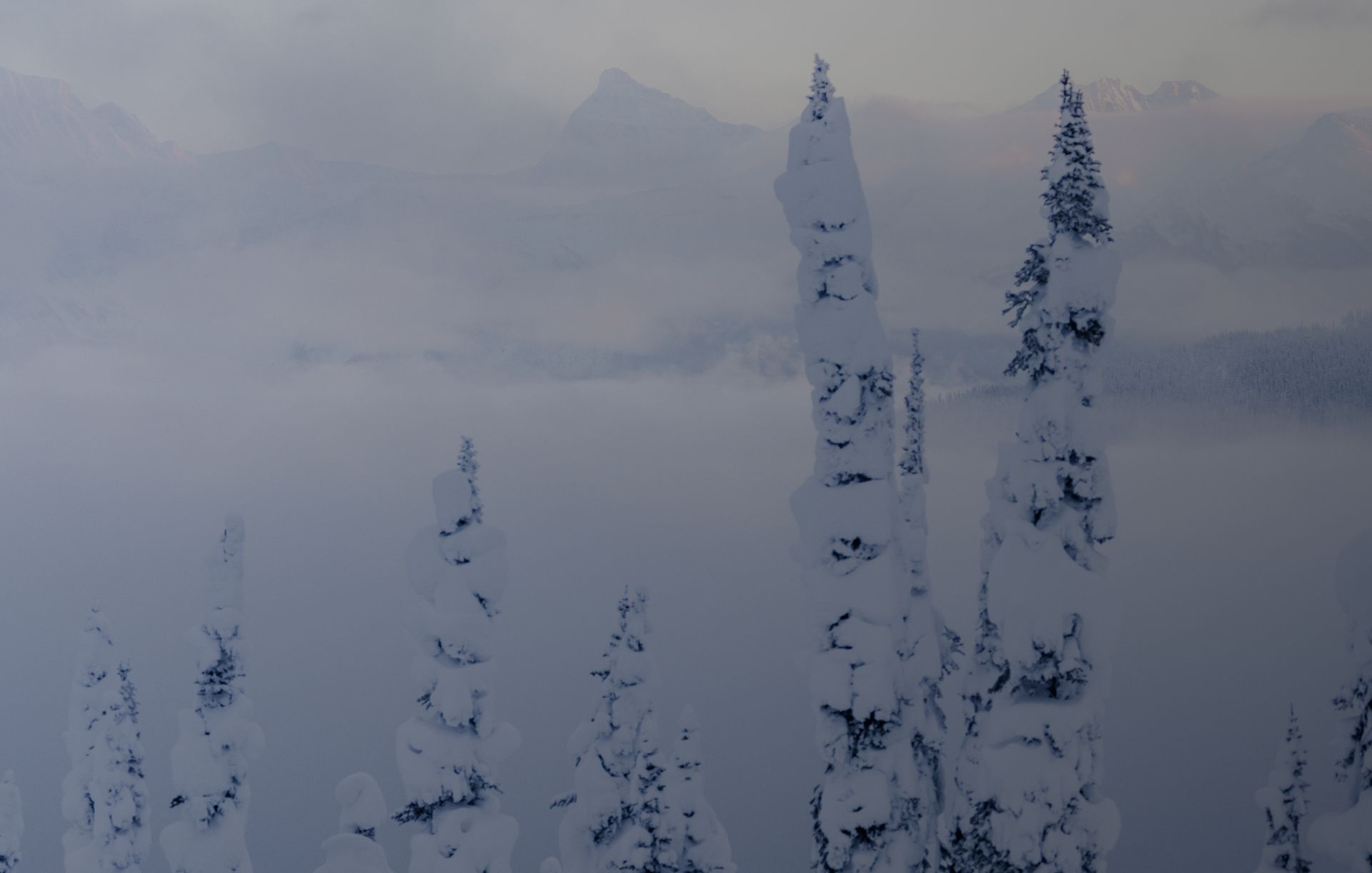 the tops of trees covered in snow