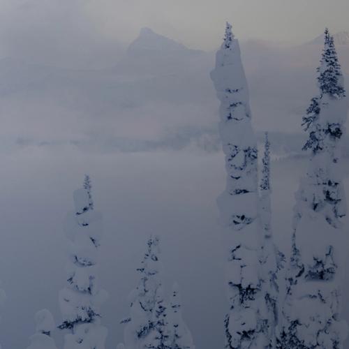 the tops of trees covered in snow