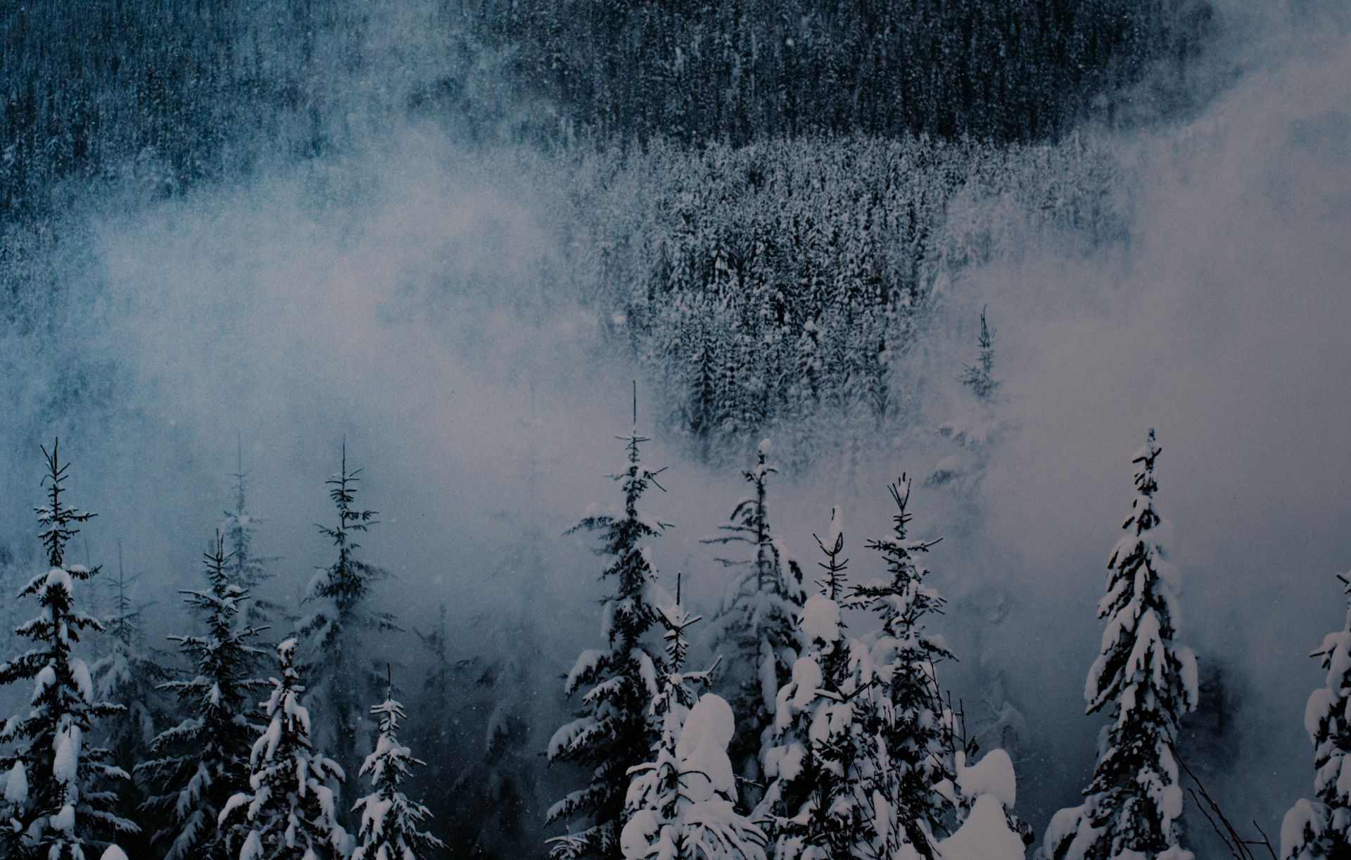 Snow covered trees with rolling fog in the background