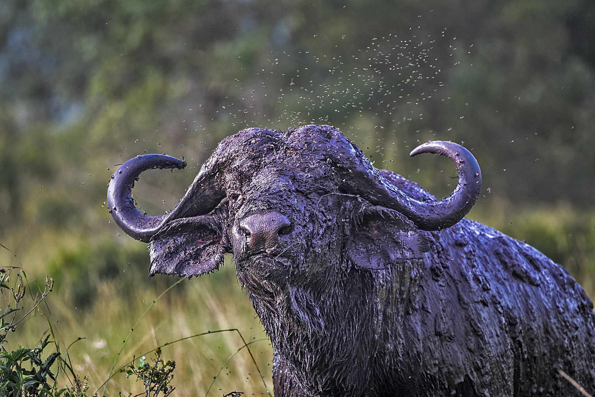 Serengeti photography