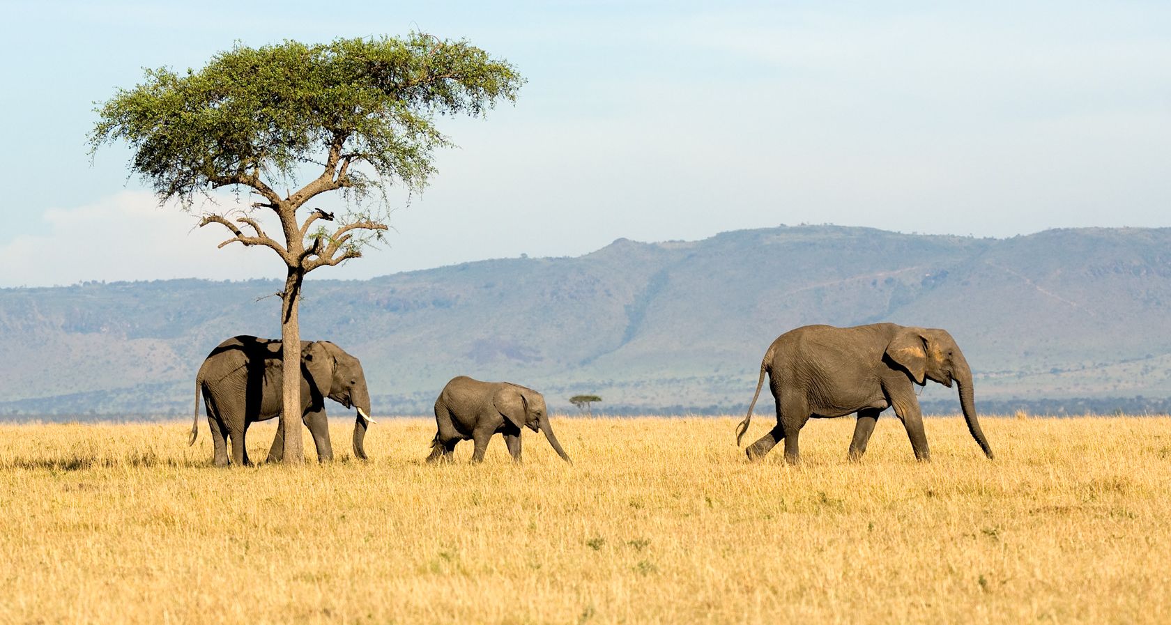 how-to-plan-for-east-africa-safari-in-2027