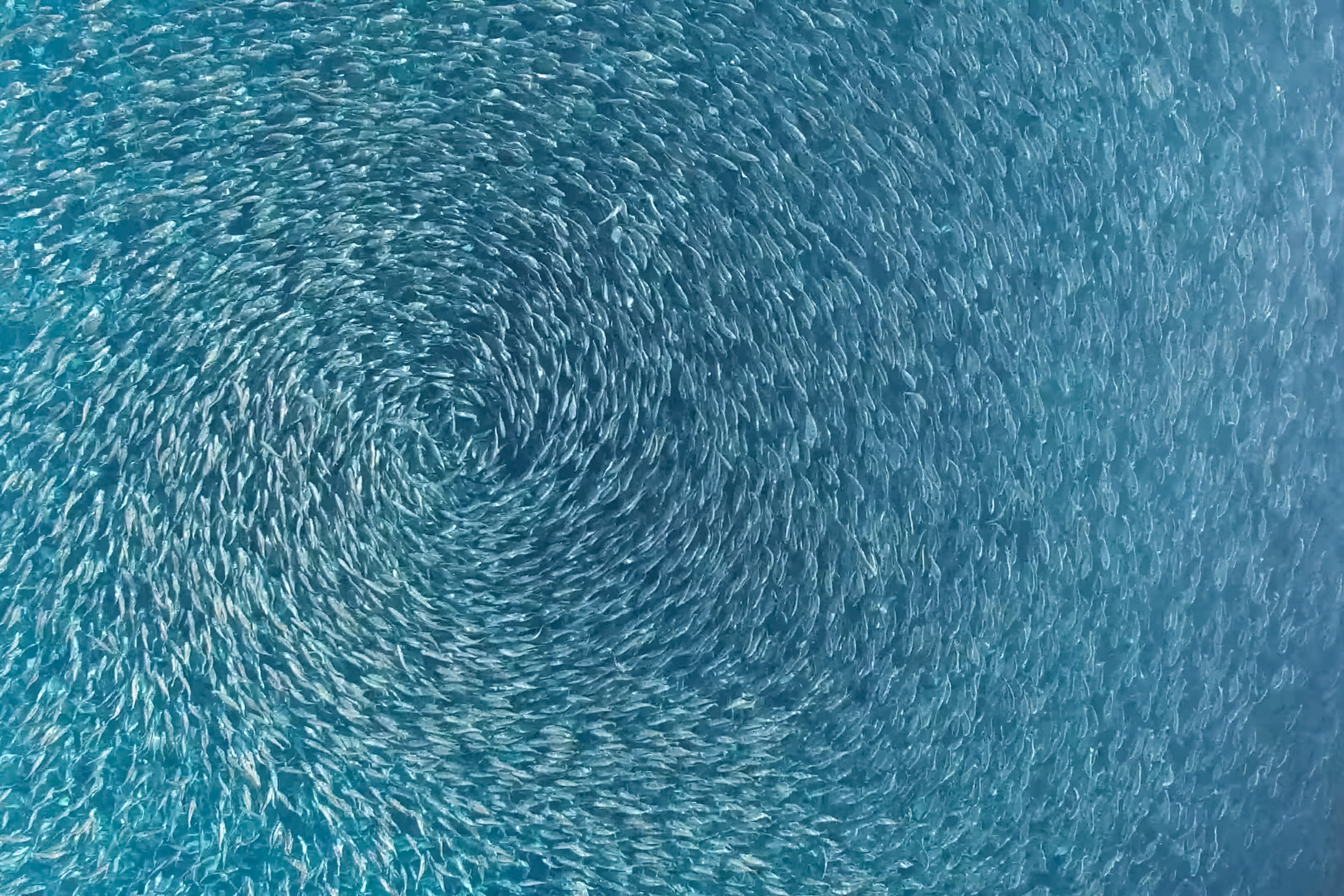 Fisk