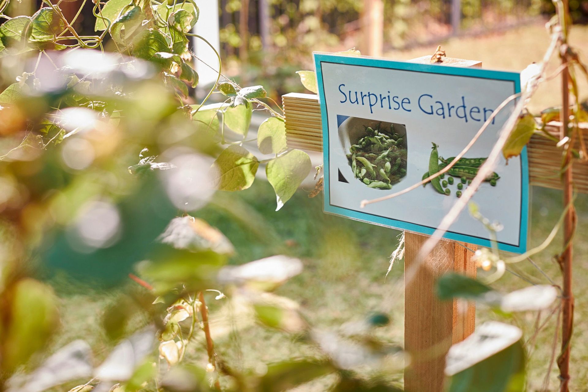A garden sign saying "Surprise Garden"