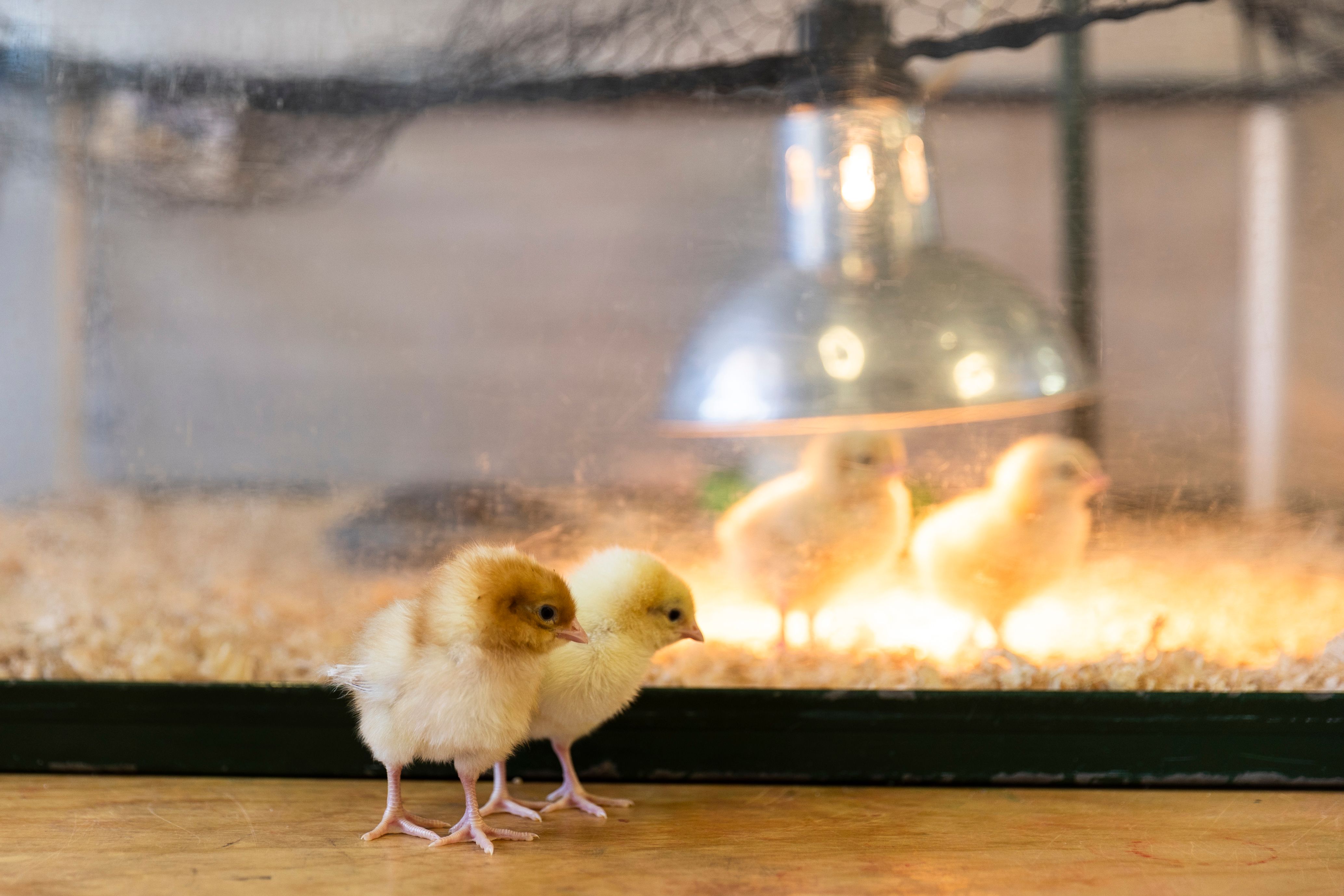 Some chicks under a heat lamp
