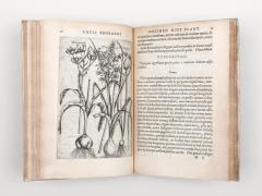 Reneaulme: Specimen historiae plantarum. 1611