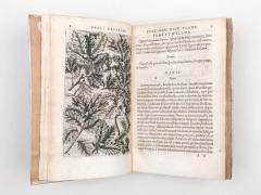 Reneaulme: Specimen historiae plantarum. 1611