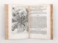 Reneaulme: Specimen historiae plantarum. 1611