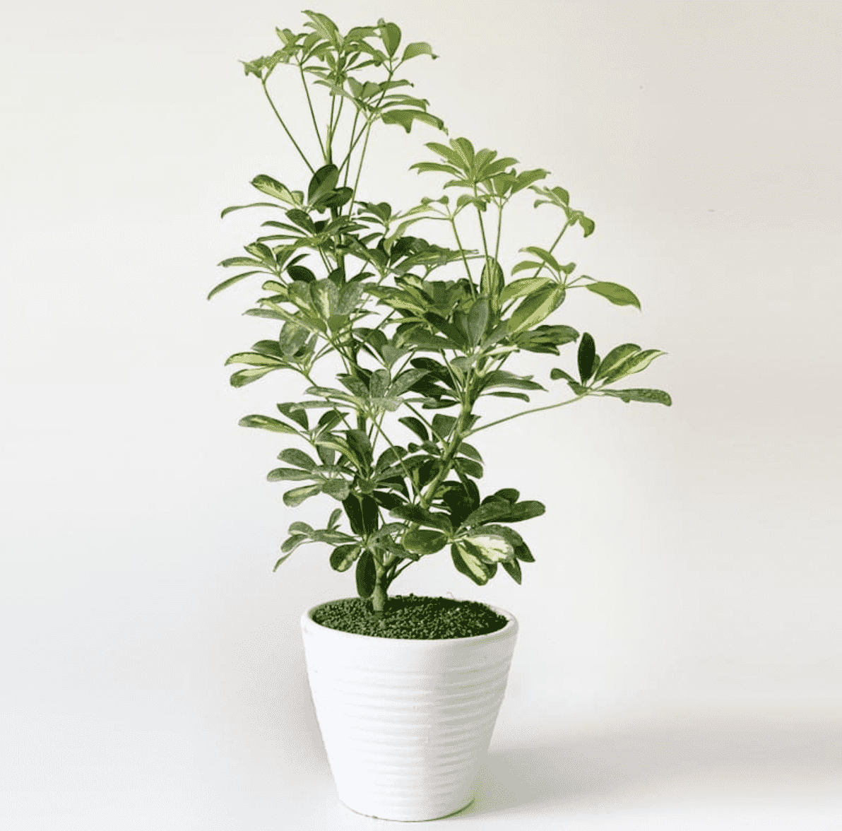 25 Makkelijke Kamerplanten - te planten -