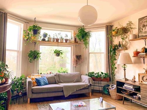 25-makkelijkste-kamerplanten