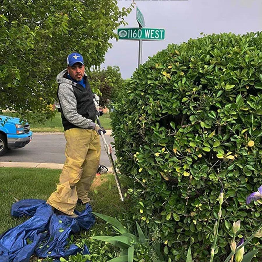 Shrub Pruning