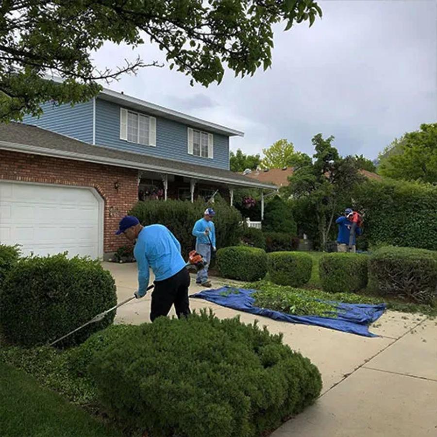 Yard Cleanup