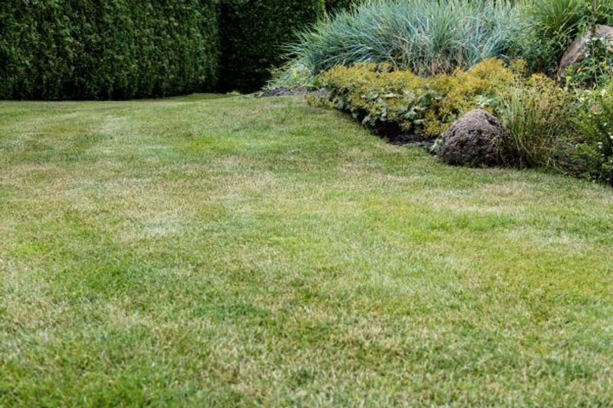 Combatting Lawn Diseases: Identification and Prevention Strategies