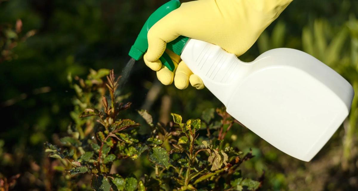 Fungus and Disease Control