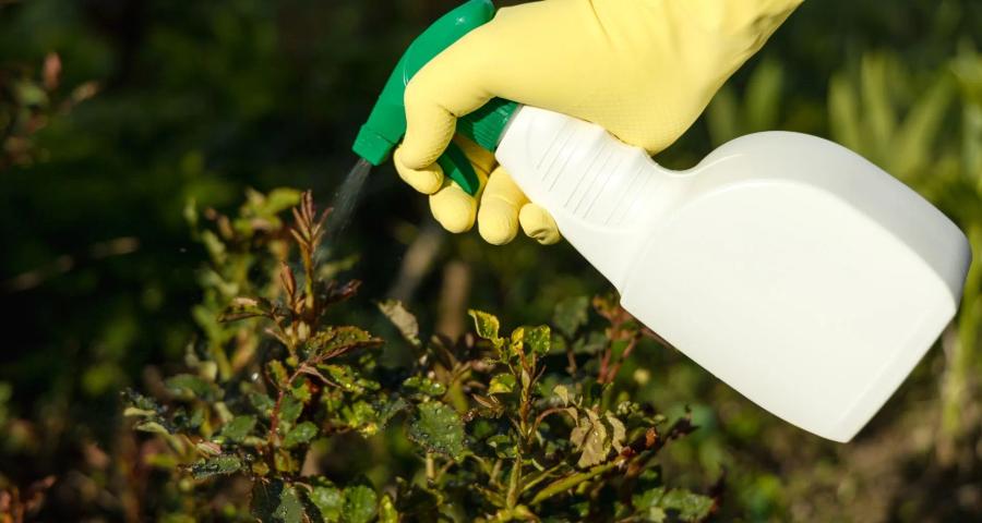Fungus and Disease Control
