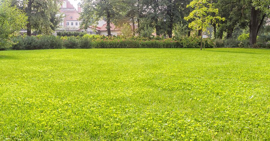 7 Lawn Care Secrets for Green Riverton UT Yards Year-Round