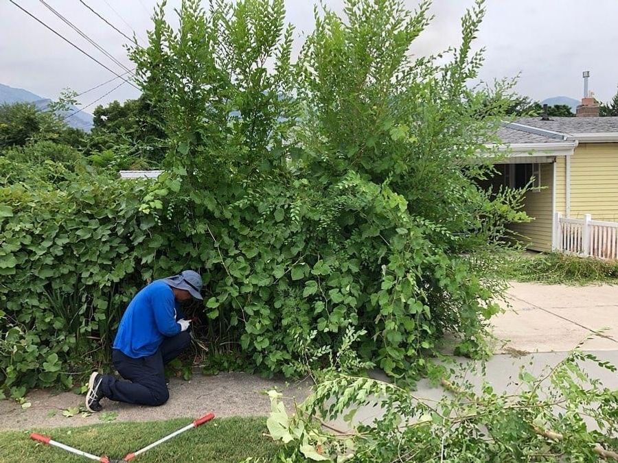 Tree Trimming