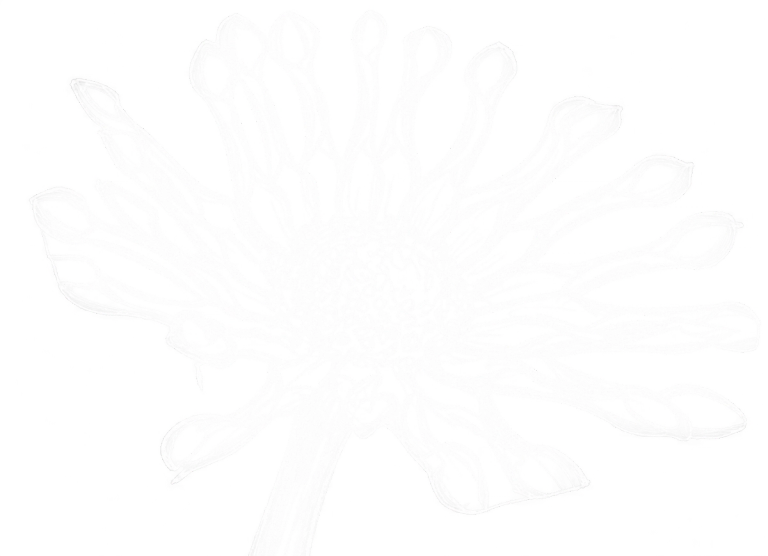 Botanical daisy sketch in white