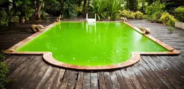 Piscine verte à cause des algues