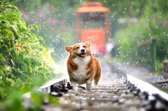 Un chien sous la pluie