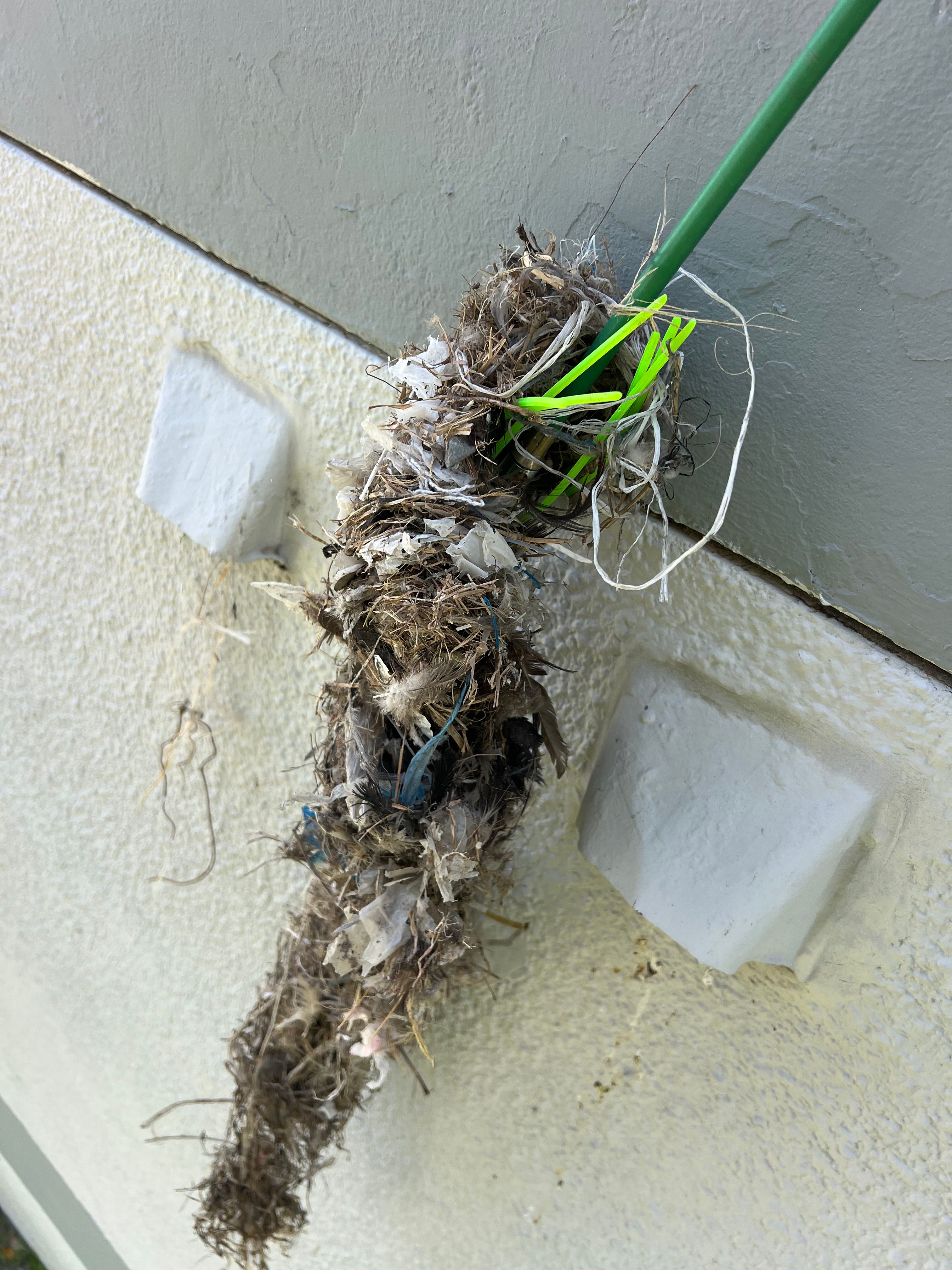 Birds Nesting in Your Dryer Vent? Here's Why It's More Dangerous Than You Think