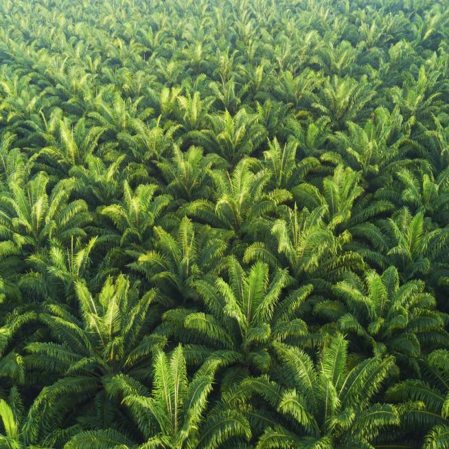 Cosmic Choc Whipped Shower Foam Allkinds