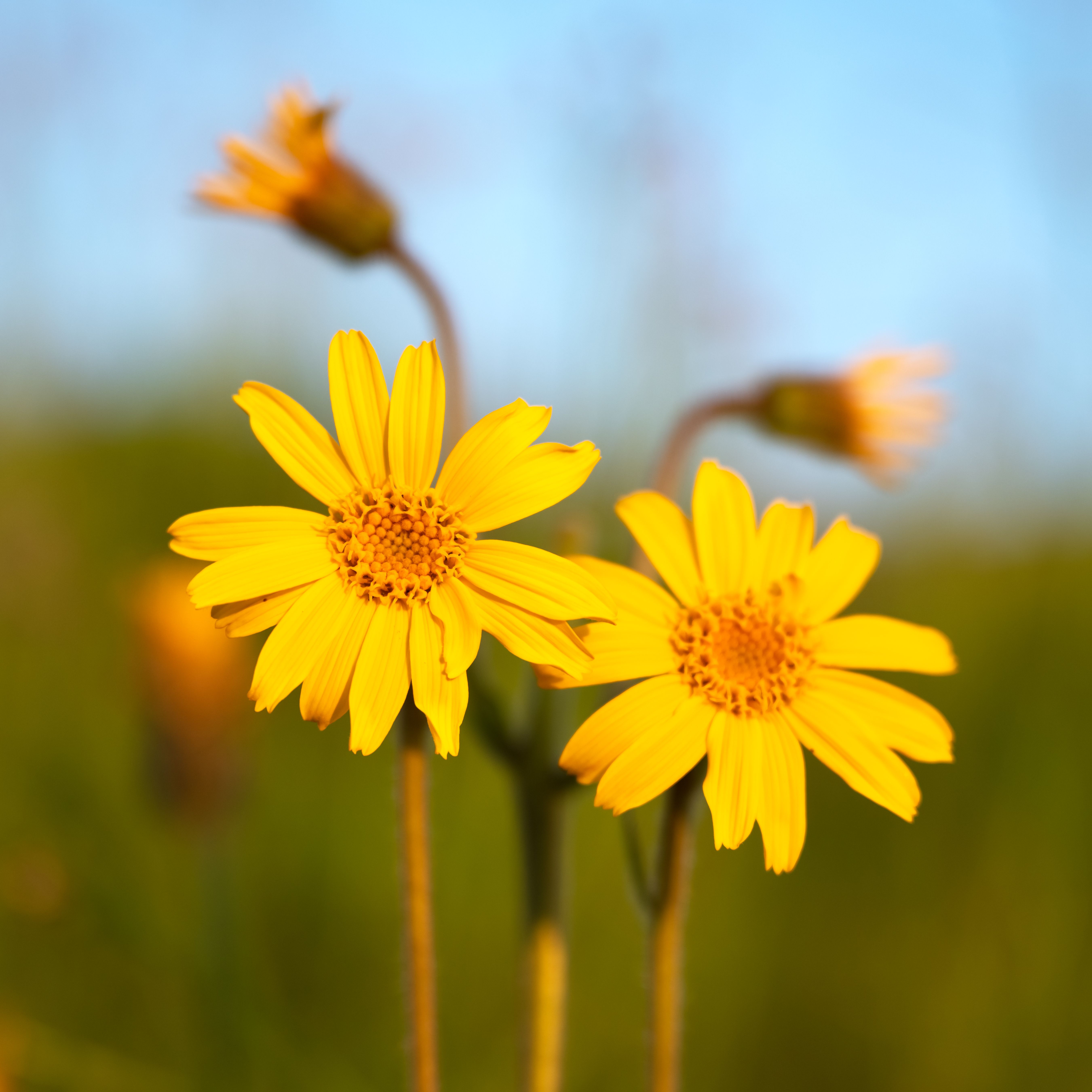 Yellow arnica flowers 