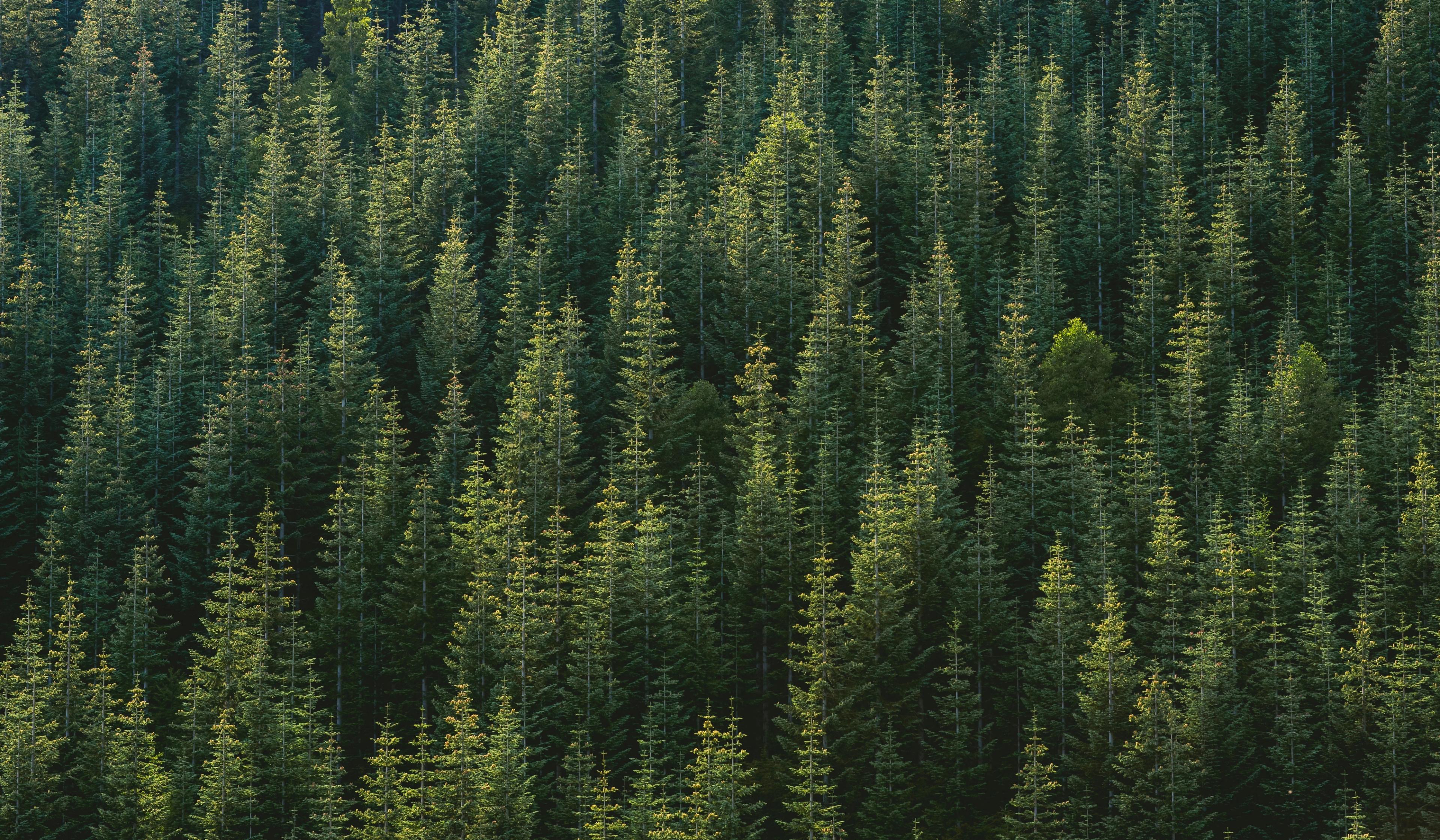 Anonymous Fortune 500 Company x Watershed