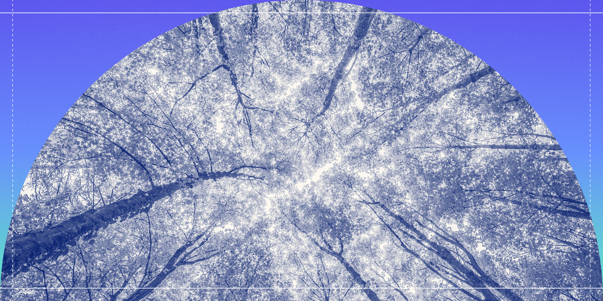 A view of staring up into the treetops from the floor of a forrest