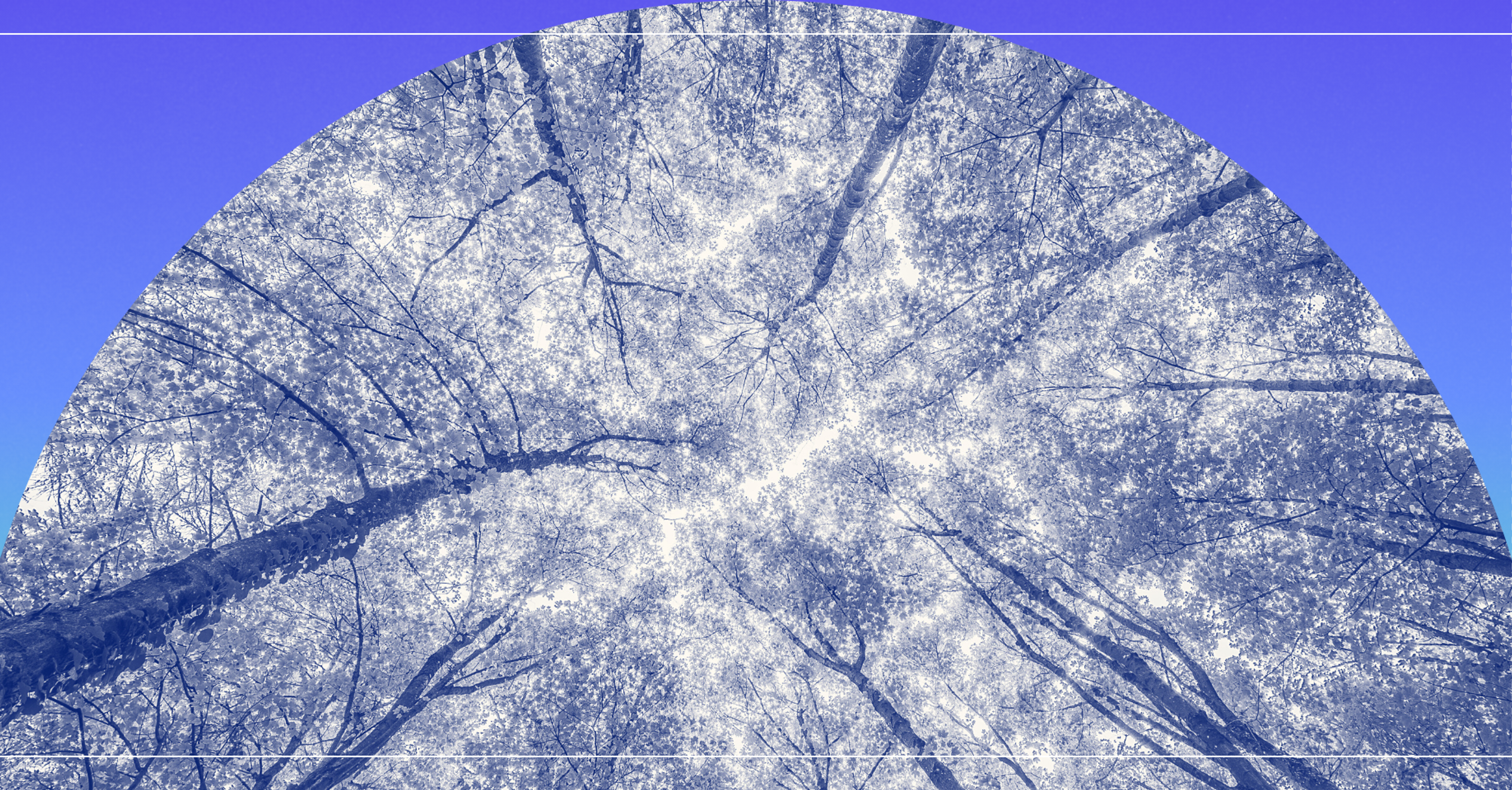A view of staring up into the treetops from the floor of a forrest