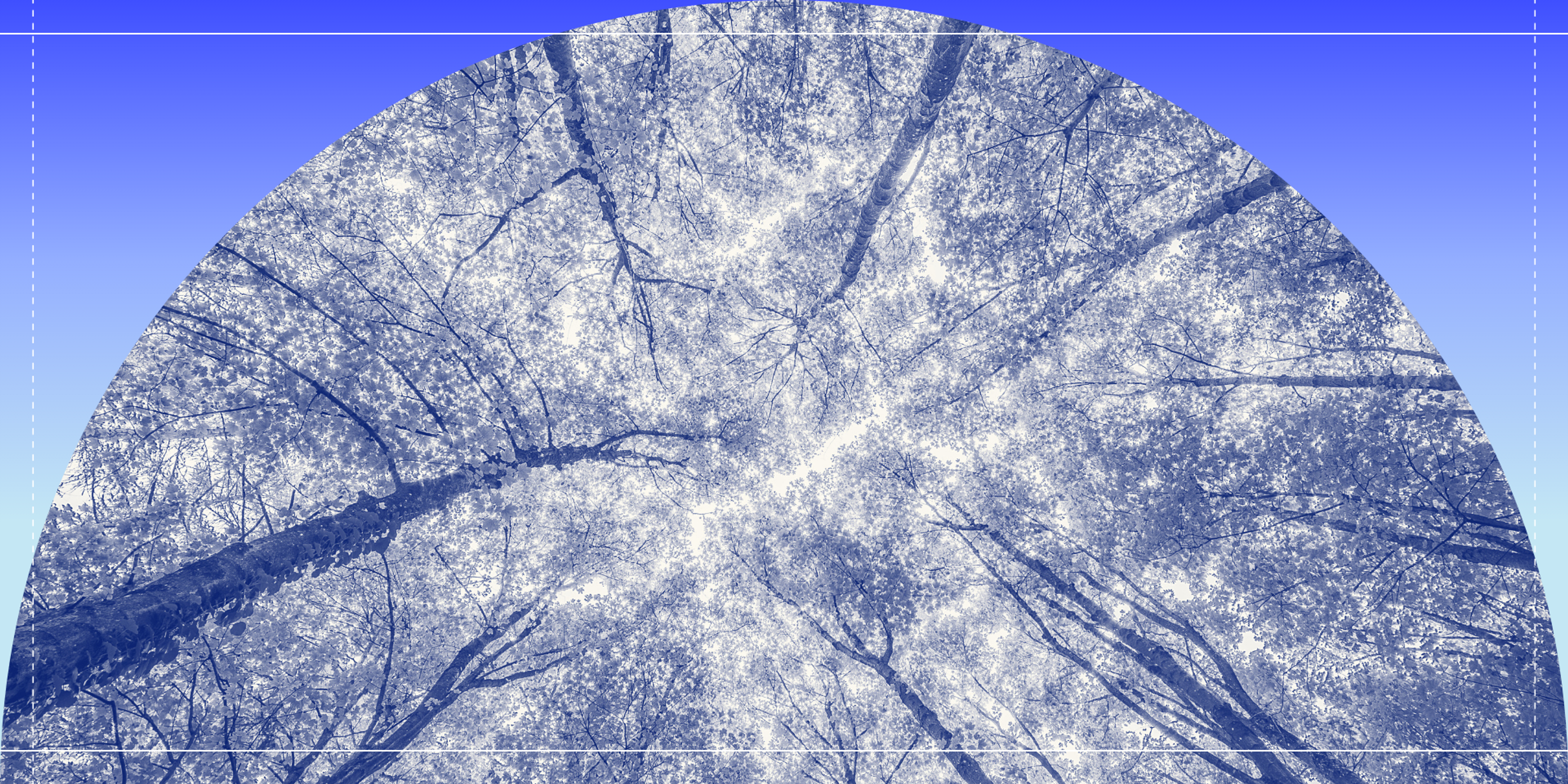 tree canopy