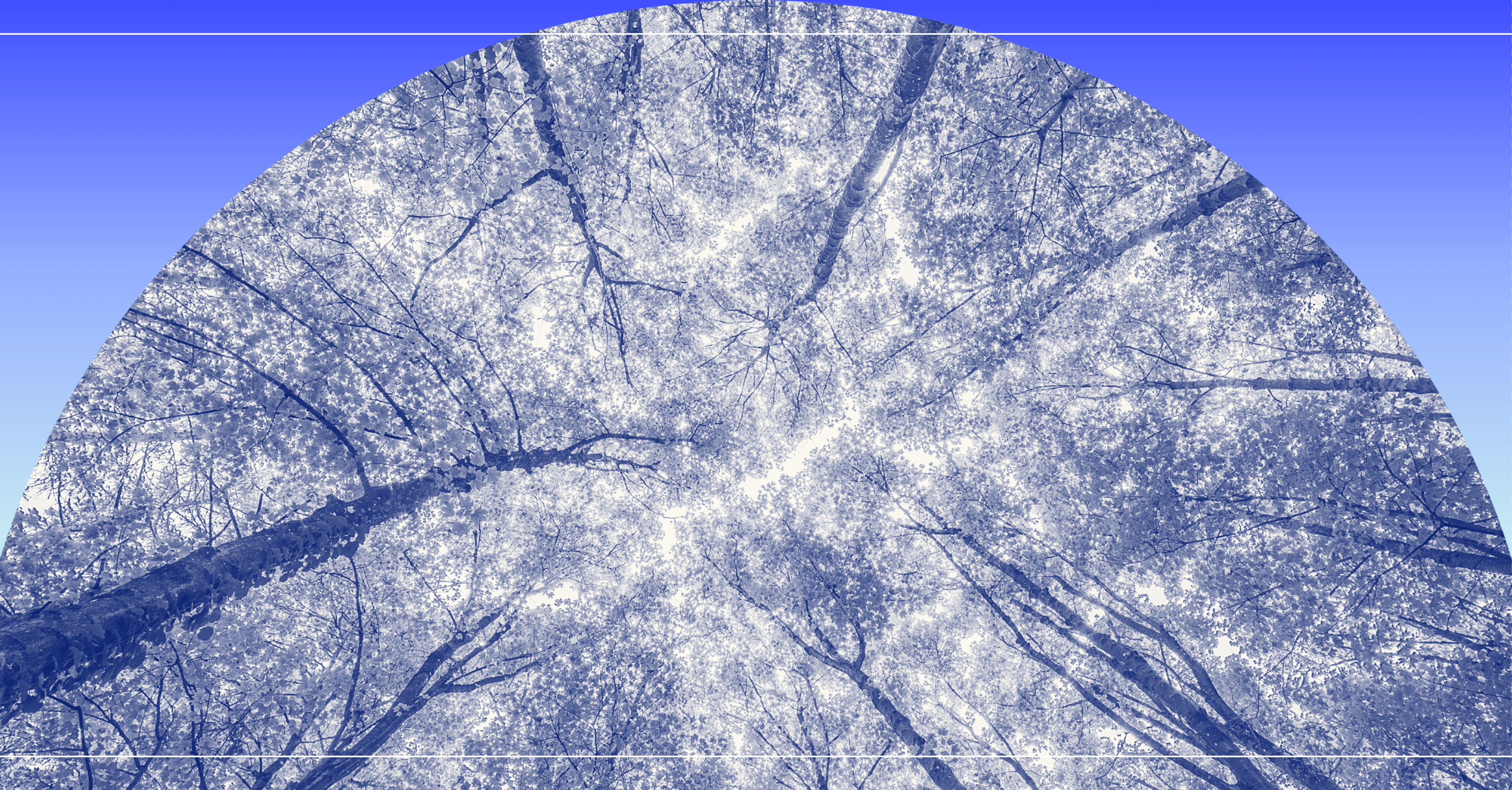 tree canopy