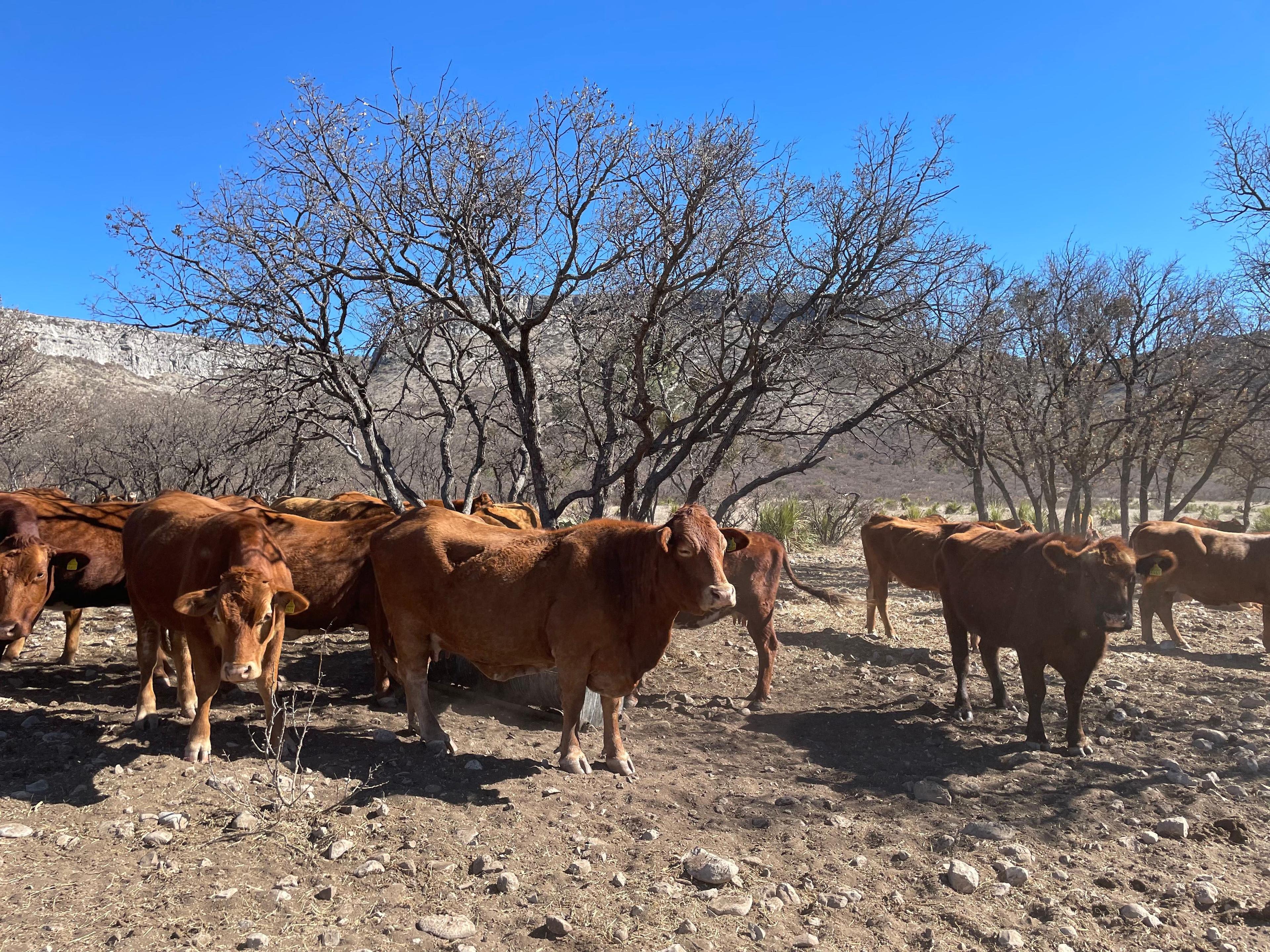 cows in dry land in mexico