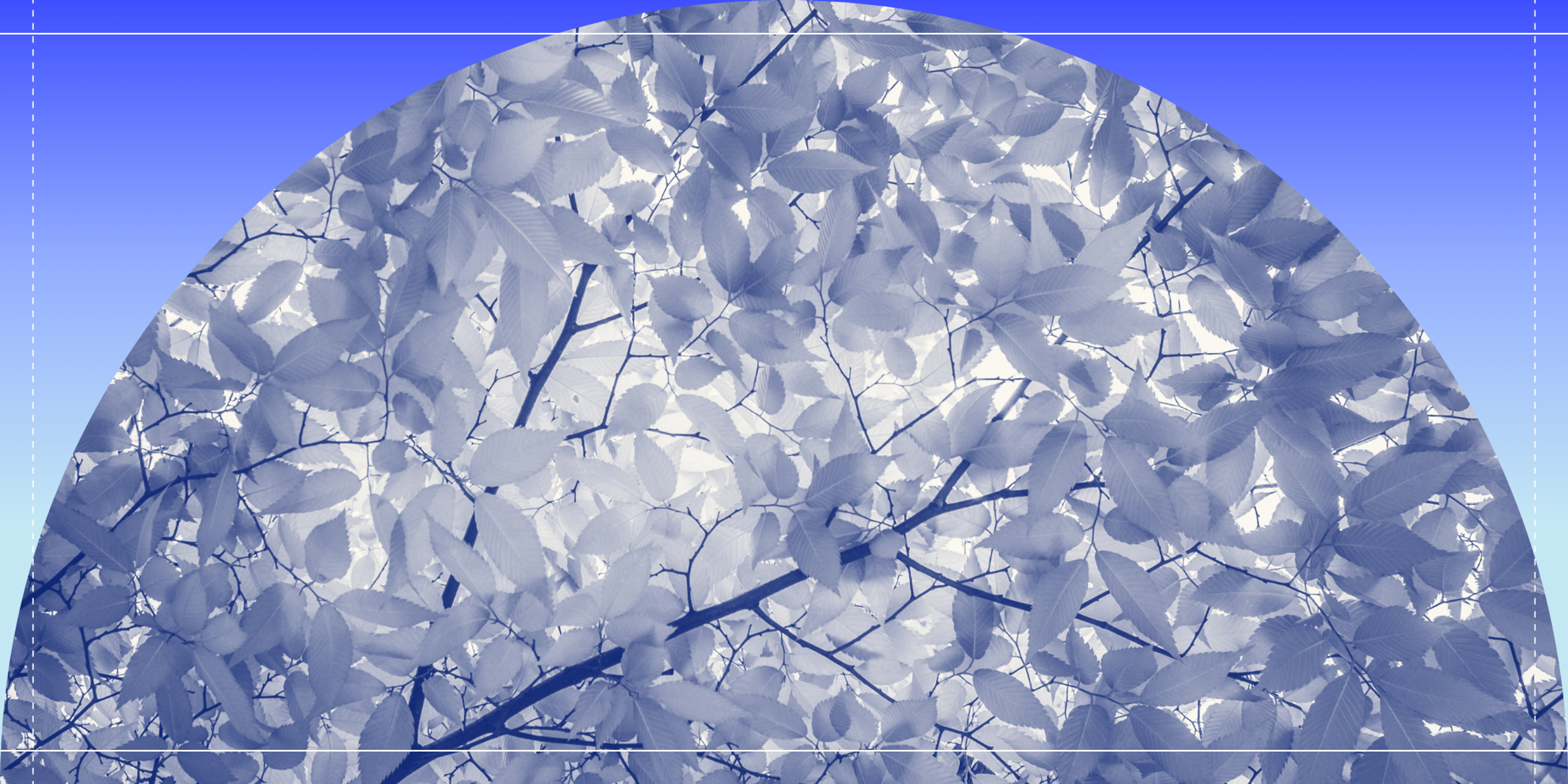 tree cover