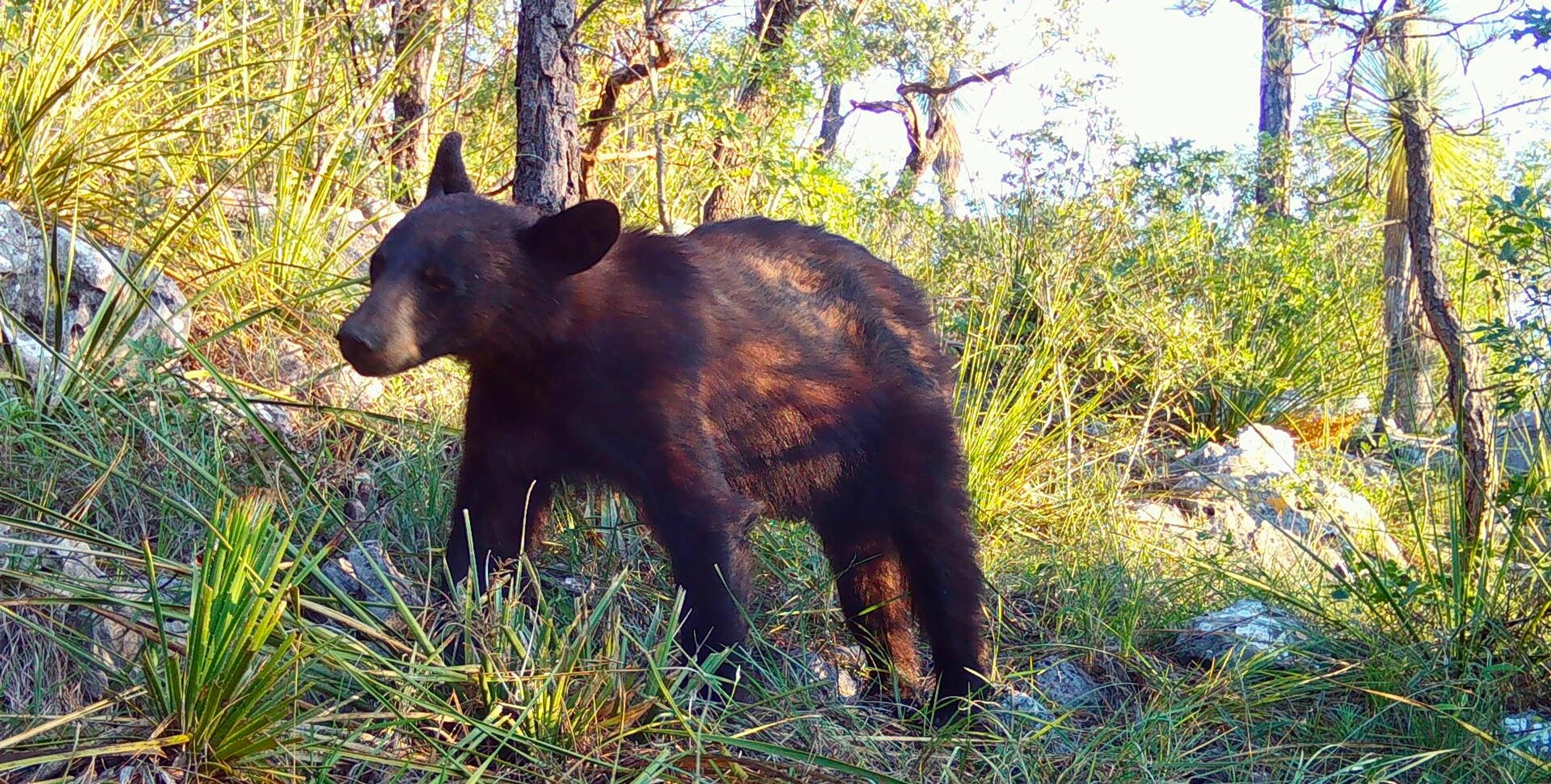 a black bear in wild landscape