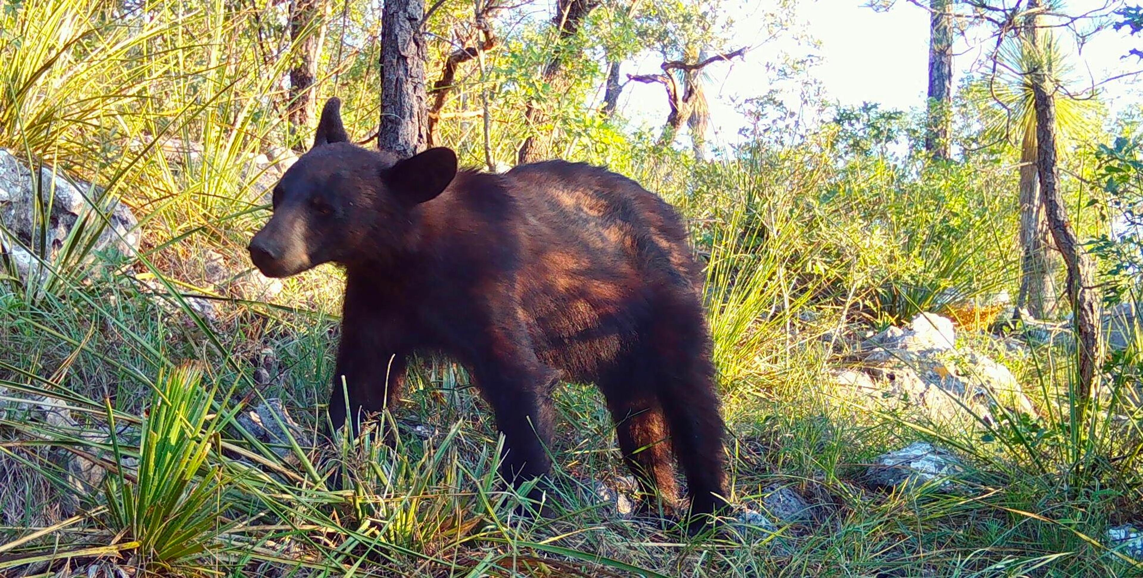 a black bear in wild landscape