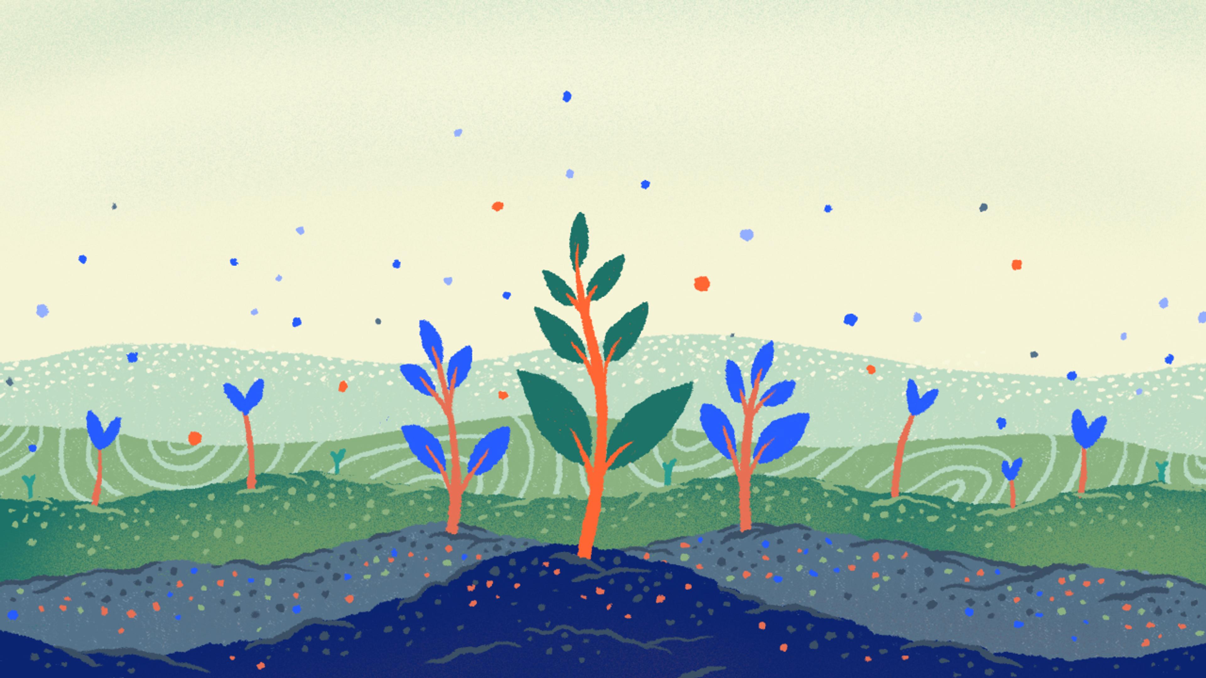Reforestation