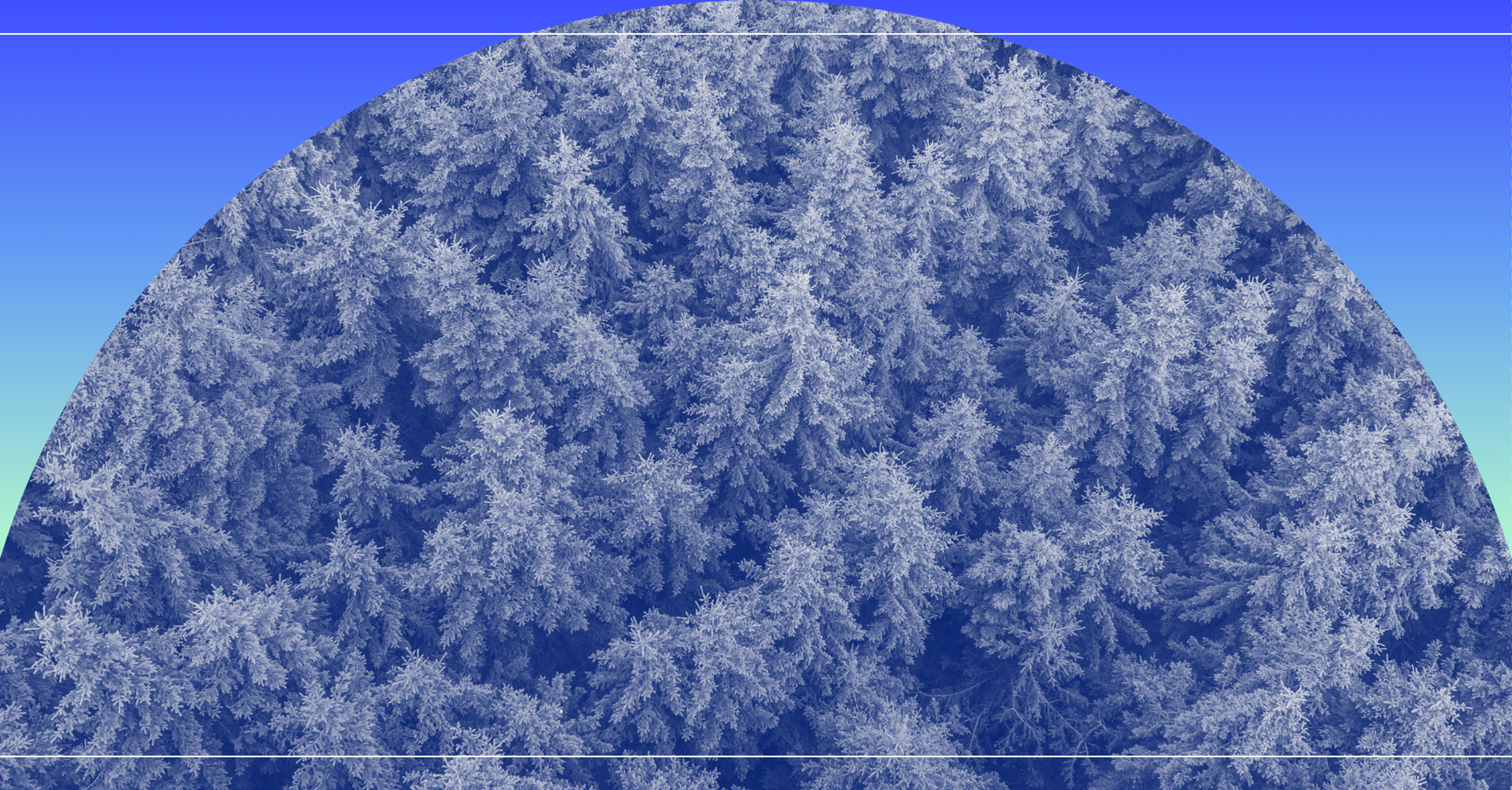 fir trees