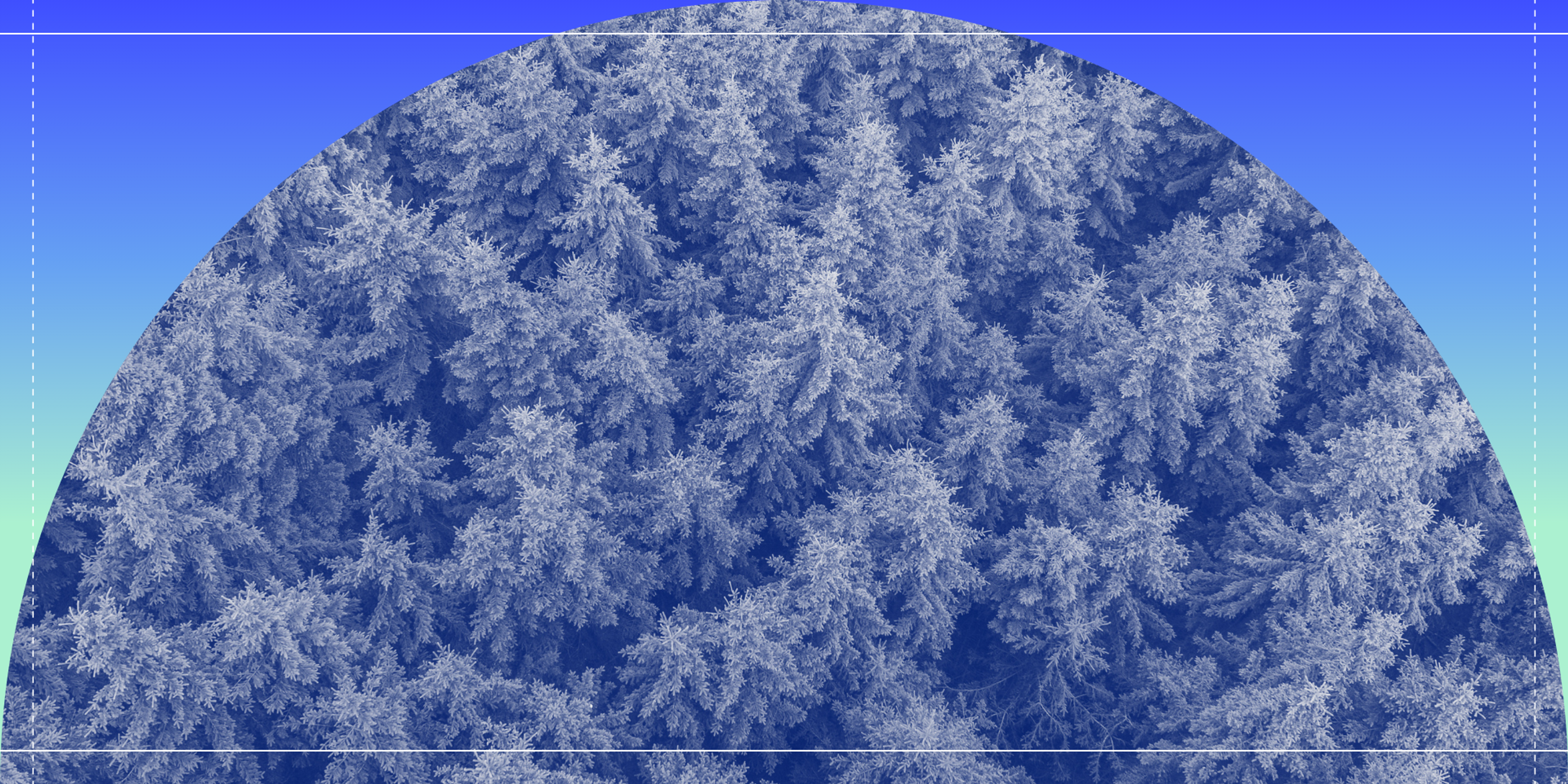 fir trees